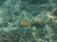 Oval butterflyfish [Chaetodon lunulatus]